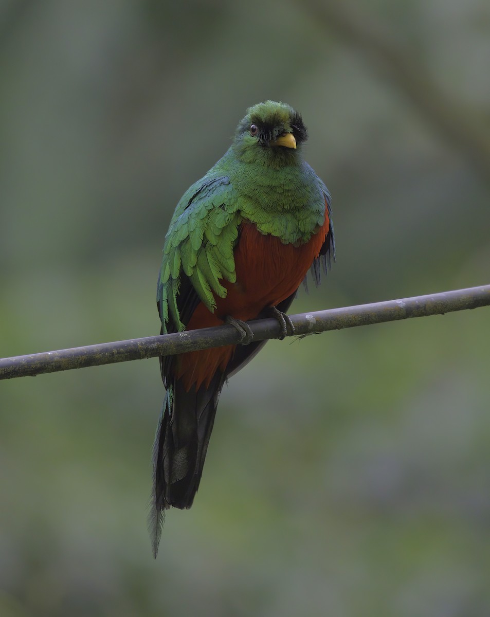 Quetzal doré - ML643920338