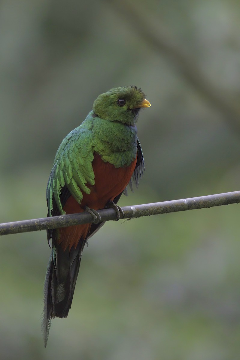 Quetzal doré - ML643920339
