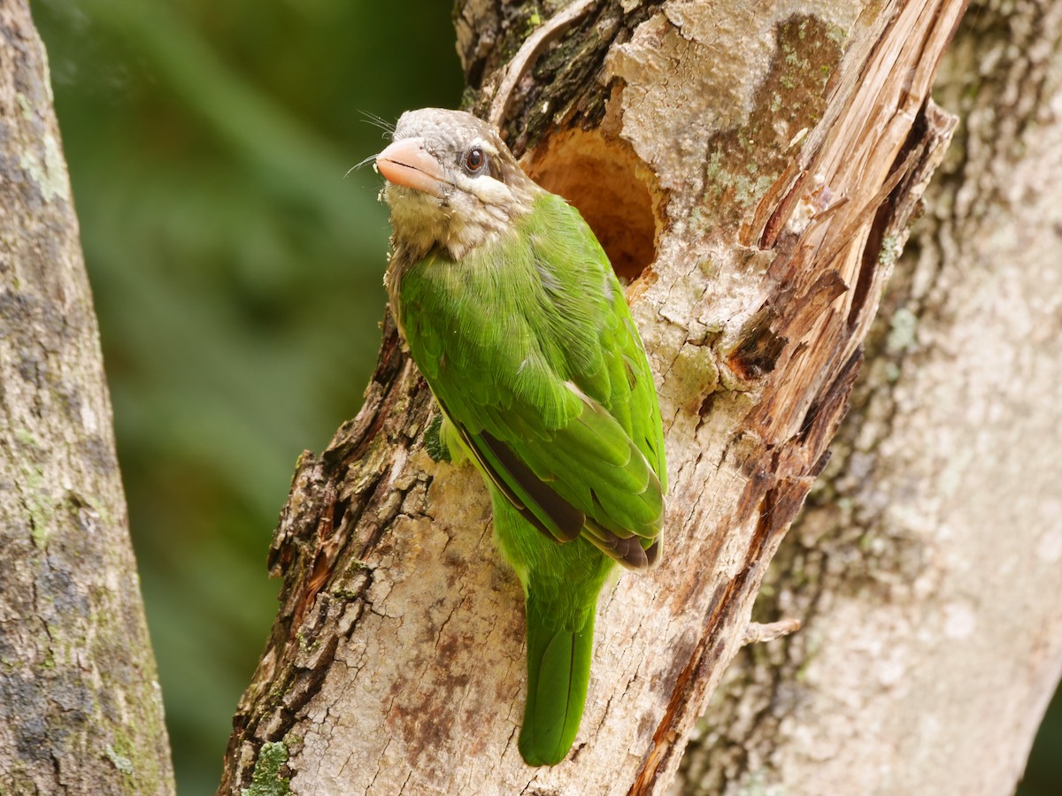 White-cheeked Barbet - ML643920346