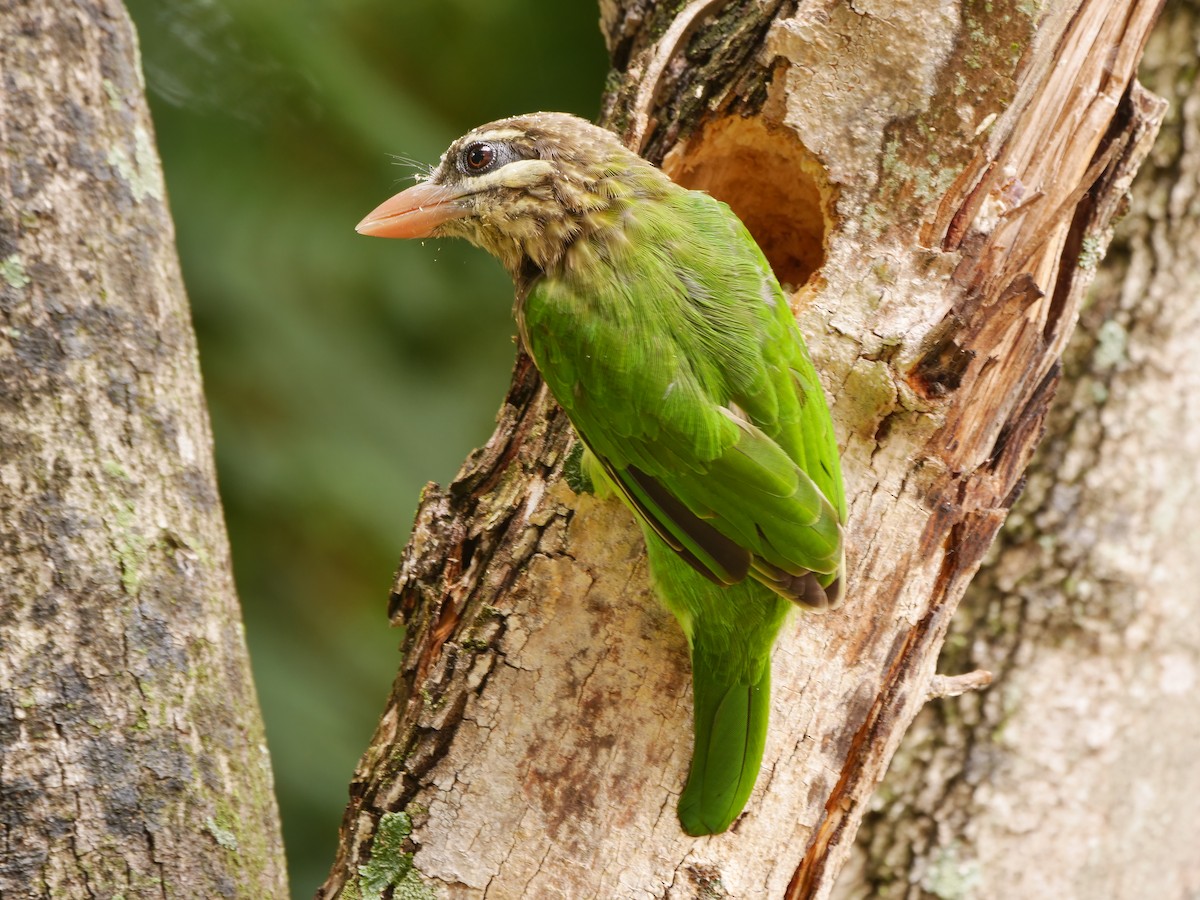 White-cheeked Barbet - ML643920347