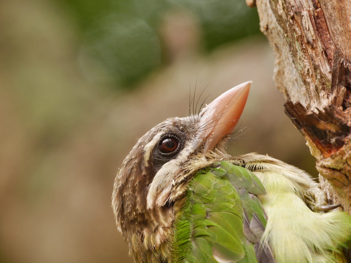 White-cheeked Barbet - ML643920353
