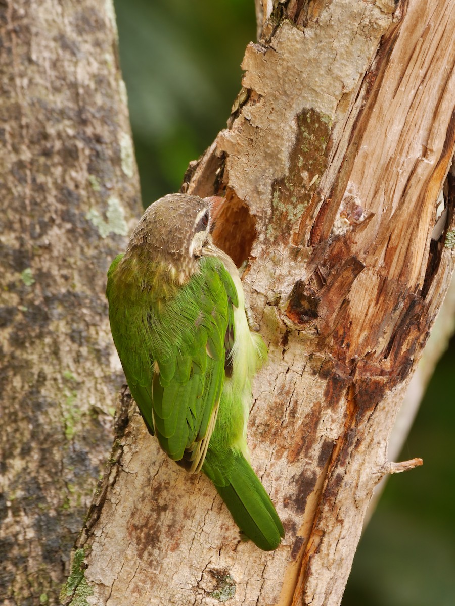 White-cheeked Barbet - ML643920354