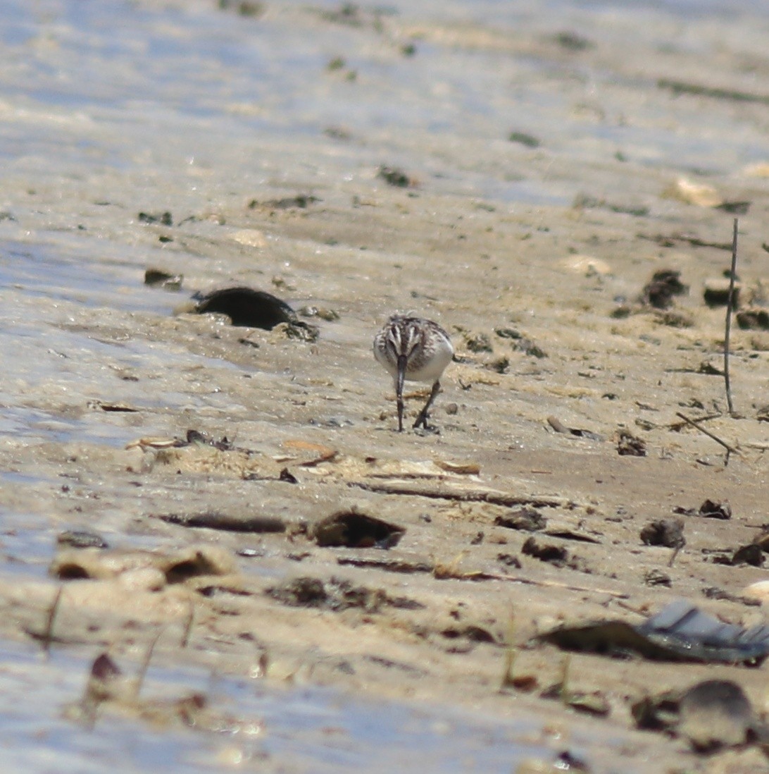 Broad-billed Sandpiper - ML643920367