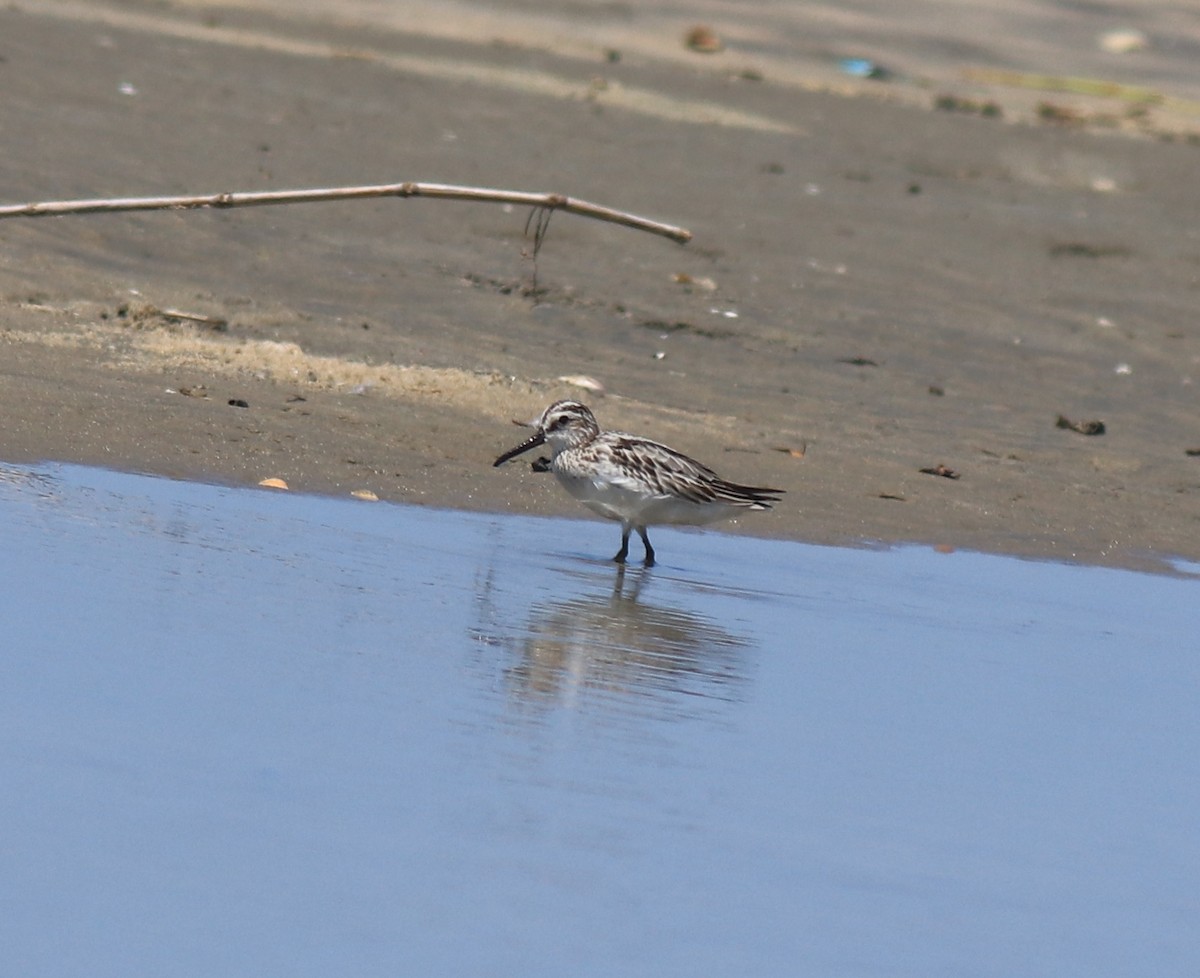 Broad-billed Sandpiper - ML643920368