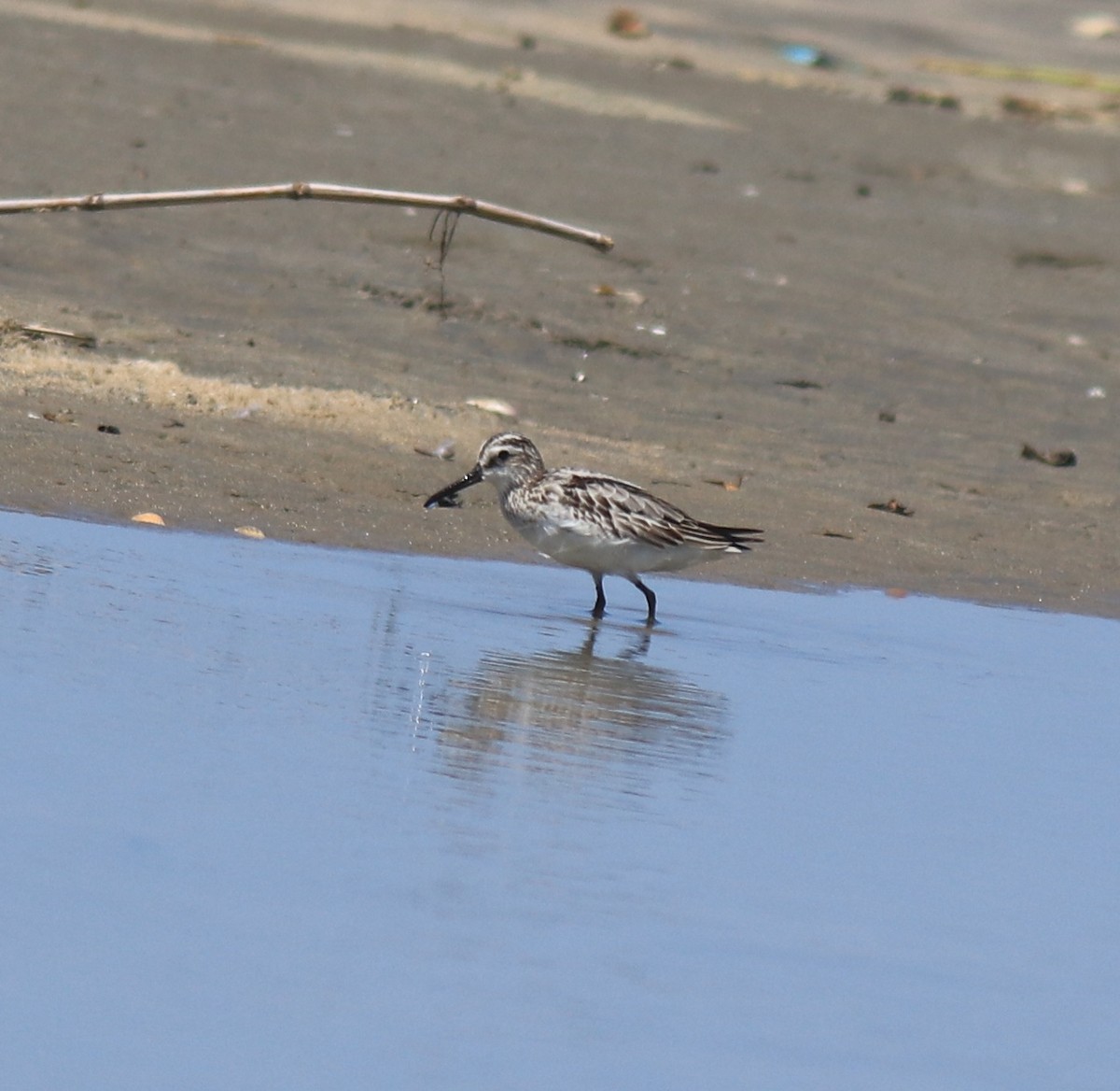 Broad-billed Sandpiper - ML643920369
