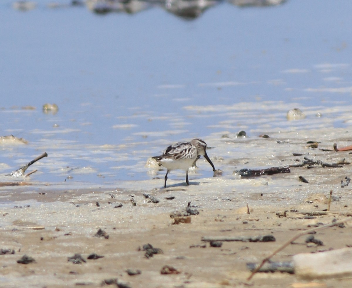 Broad-billed Sandpiper - ML643920370