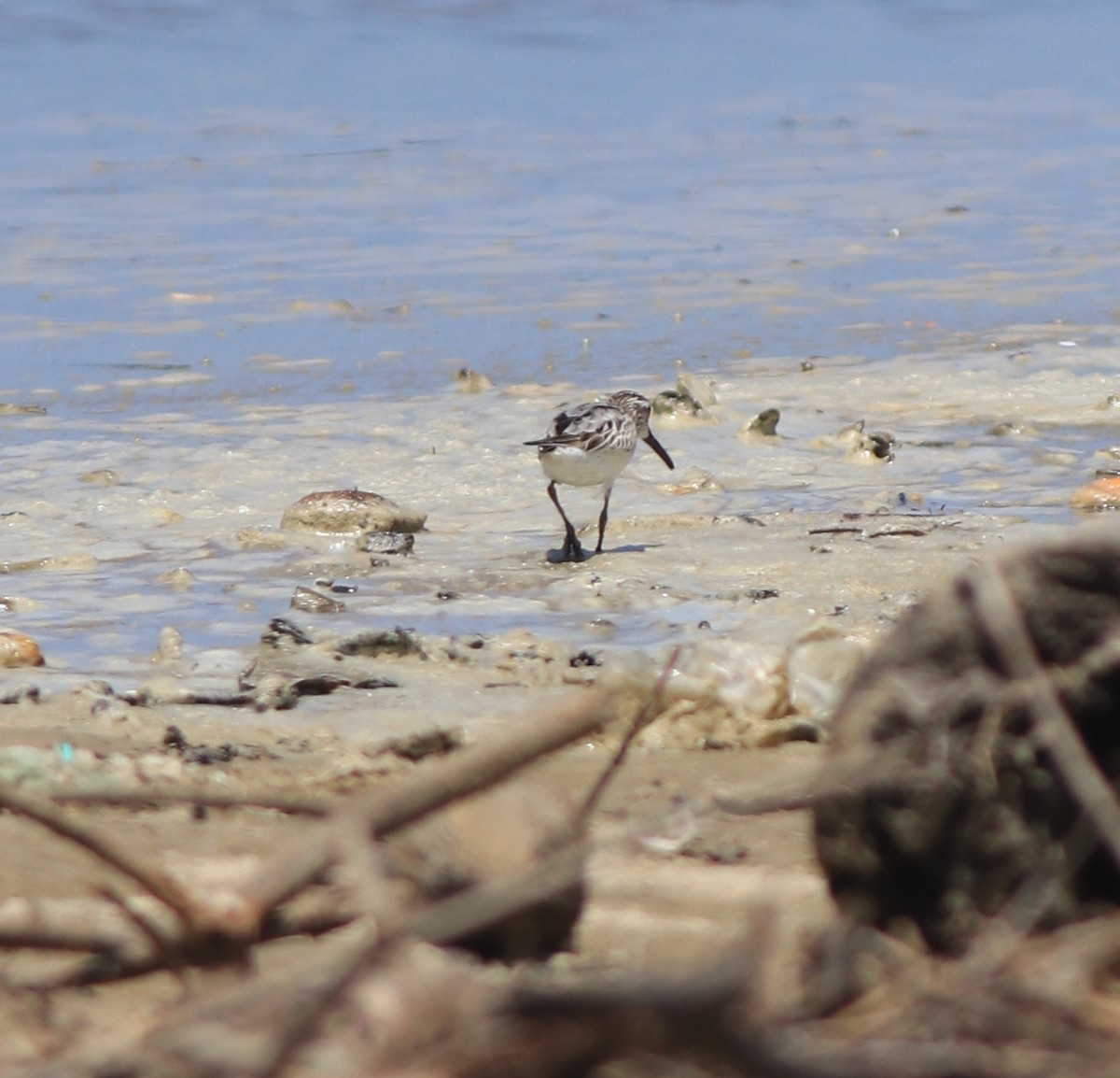 Broad-billed Sandpiper - ML643920372