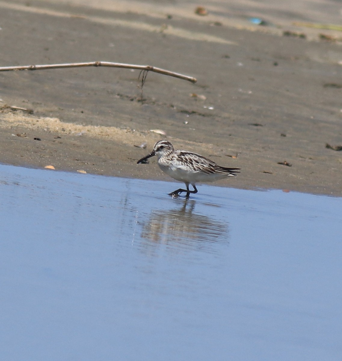 Broad-billed Sandpiper - ML643920373