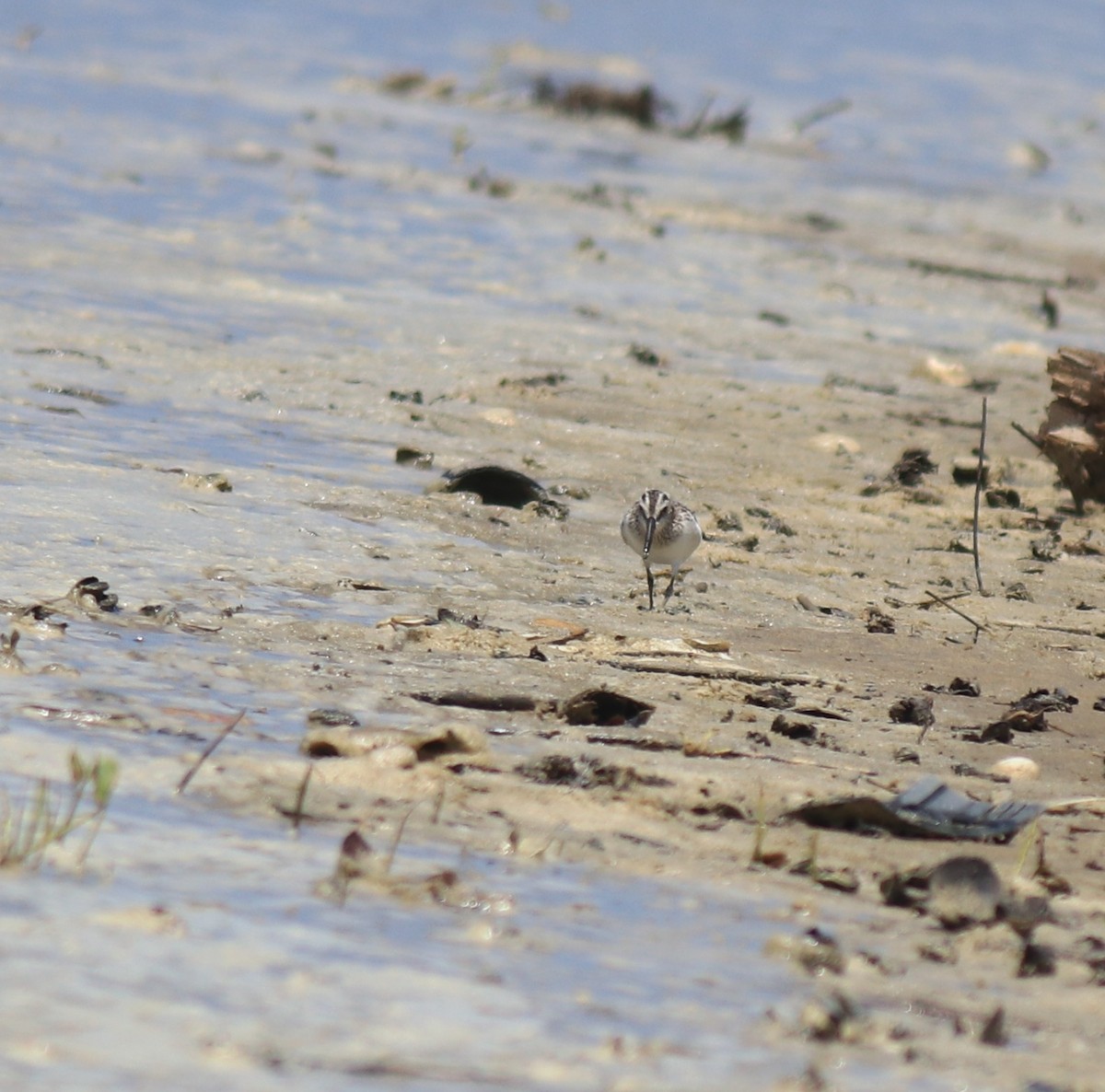 Broad-billed Sandpiper - ML643920374