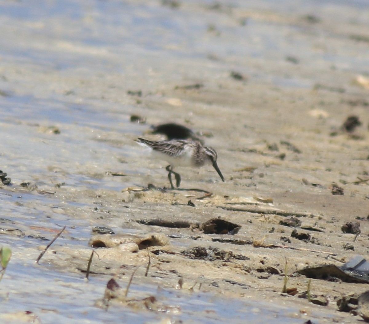 Broad-billed Sandpiper - ML643920375
