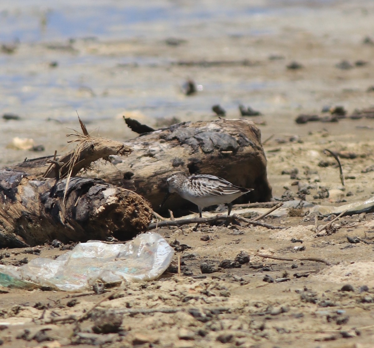 Broad-billed Sandpiper - ML643920376