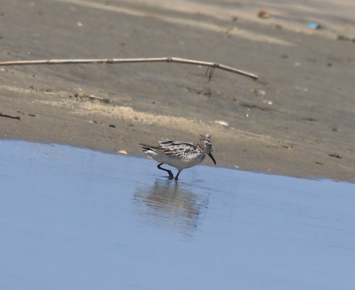 Broad-billed Sandpiper - ML643920377