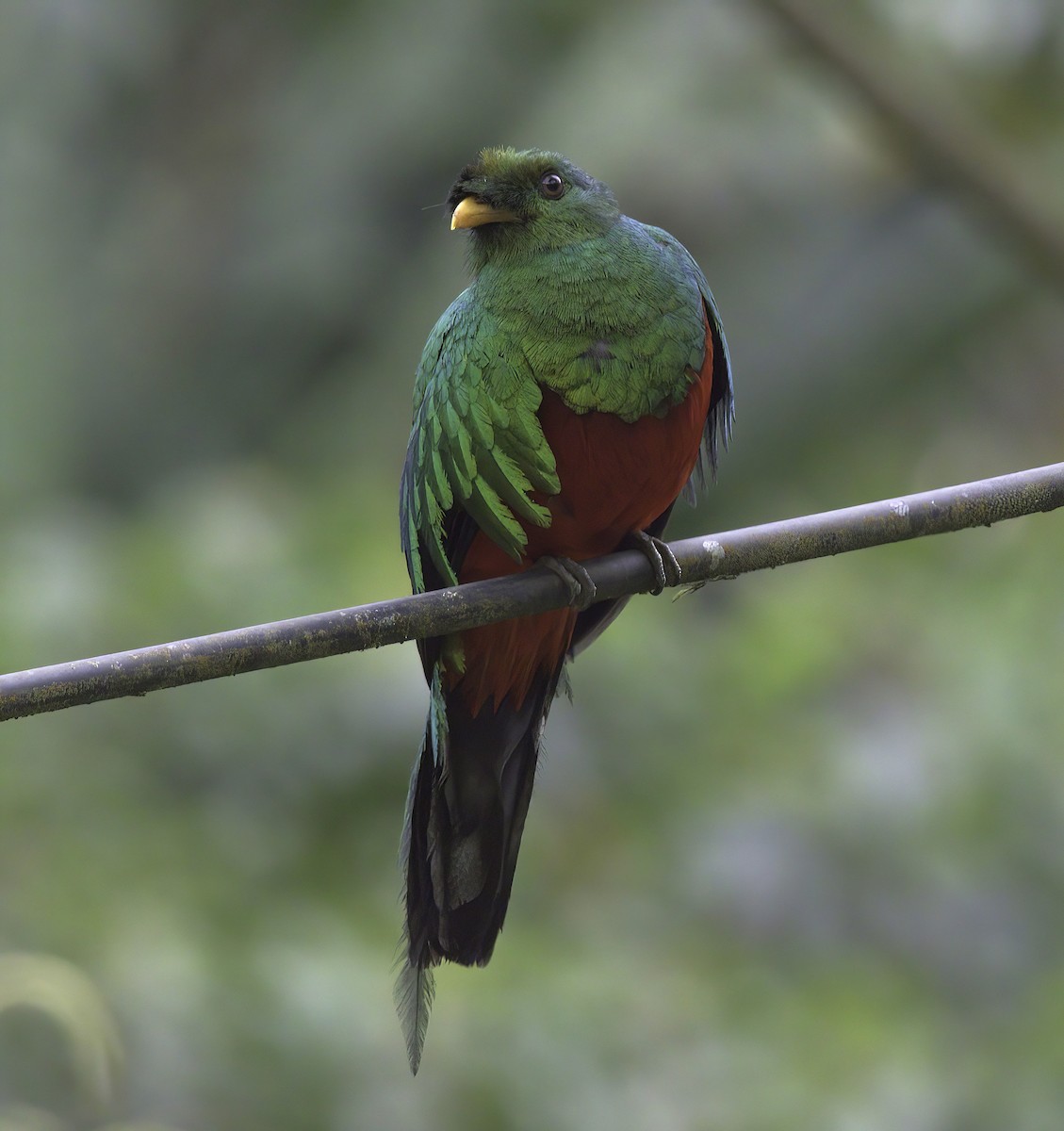 Quetzal doré - ML643920379