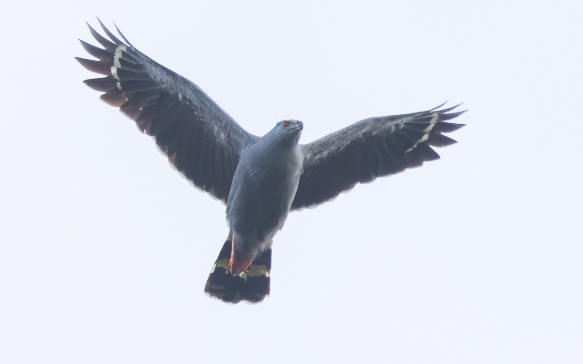 Crane Hawk - ML643920380