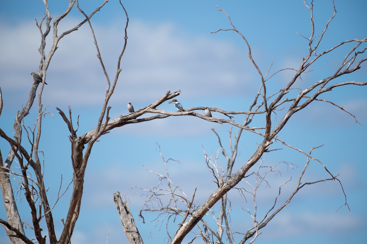 Red-backed Kingfisher - ML643920391