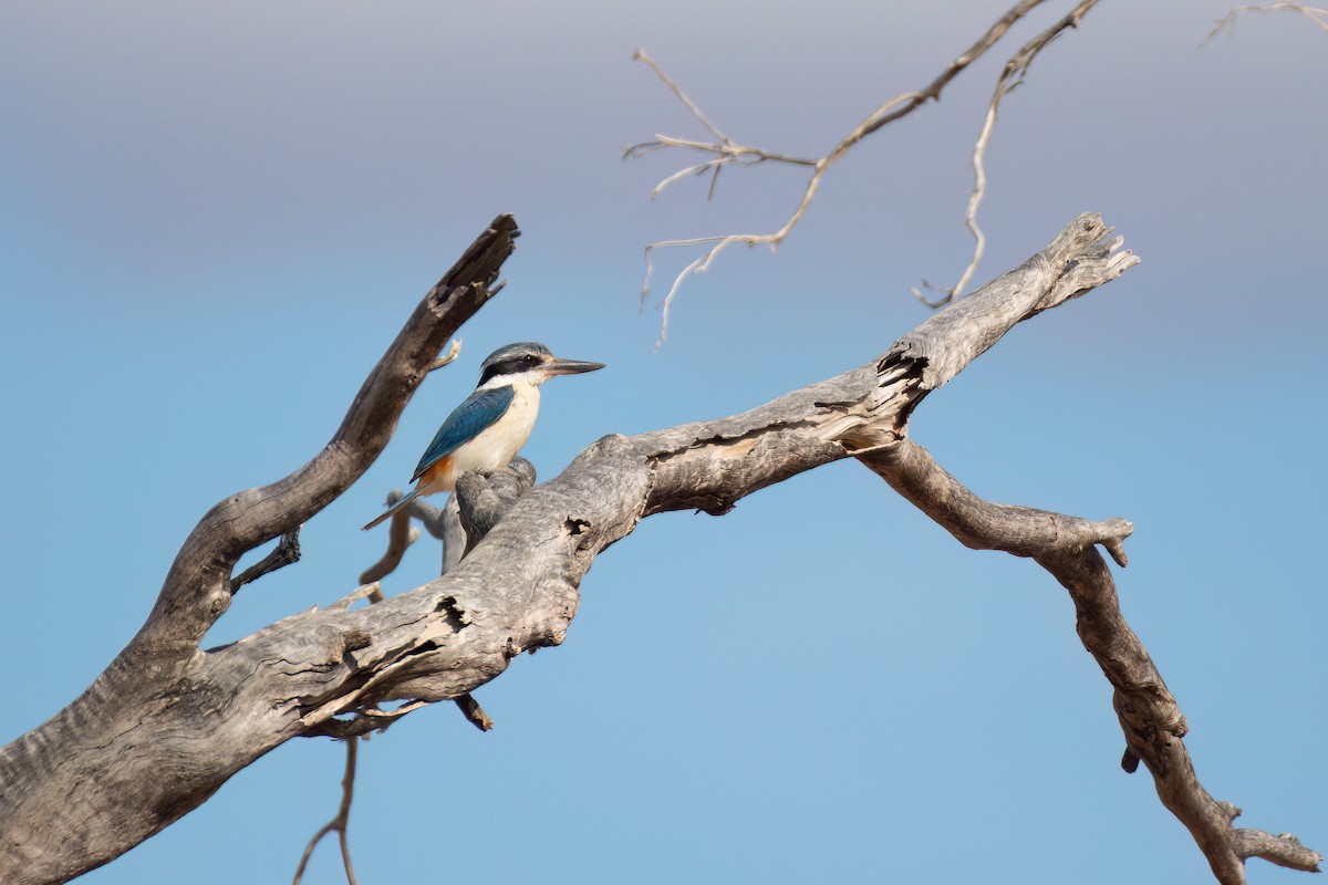 Red-backed Kingfisher - ML643920392