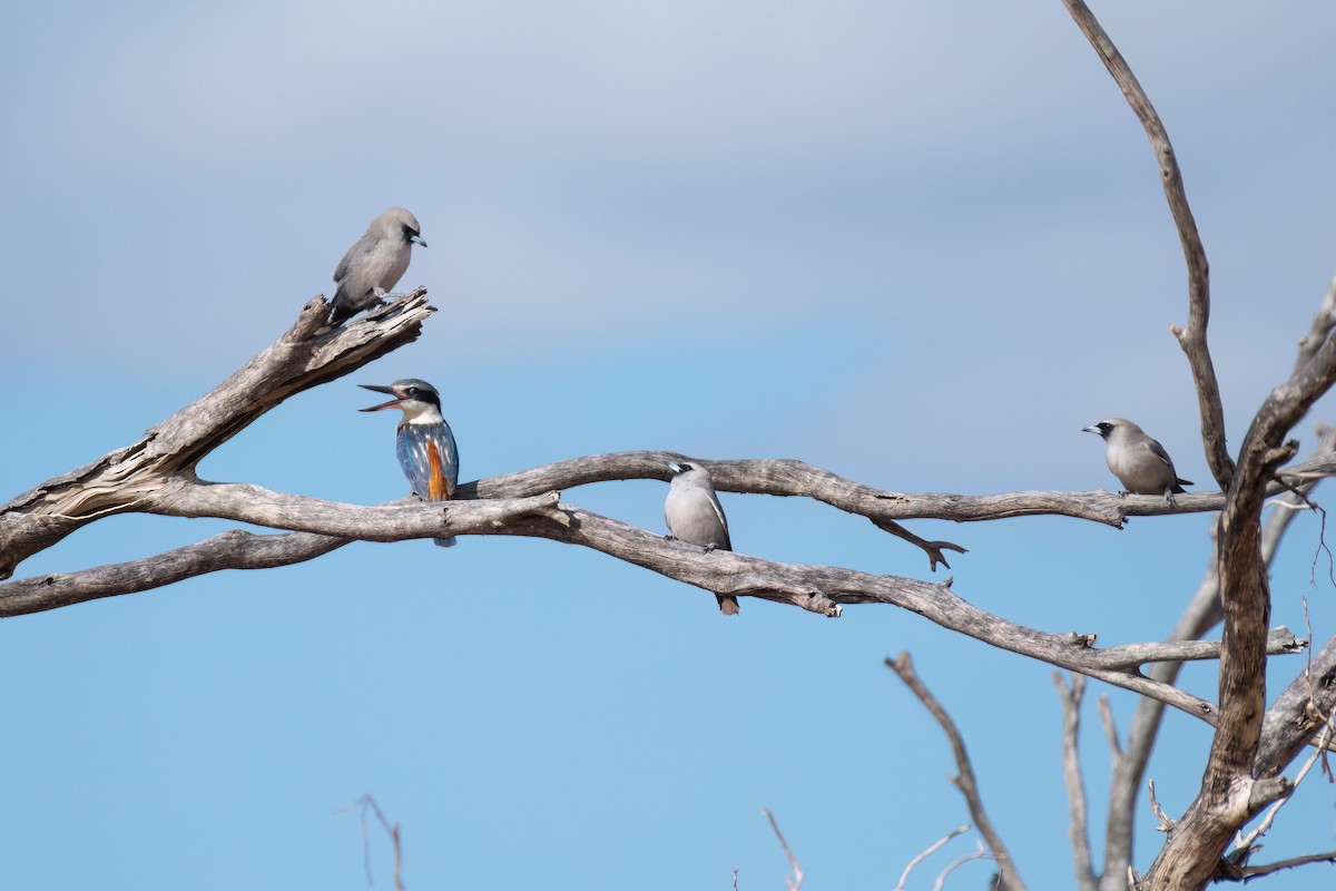 Red-backed Kingfisher - ML643920393