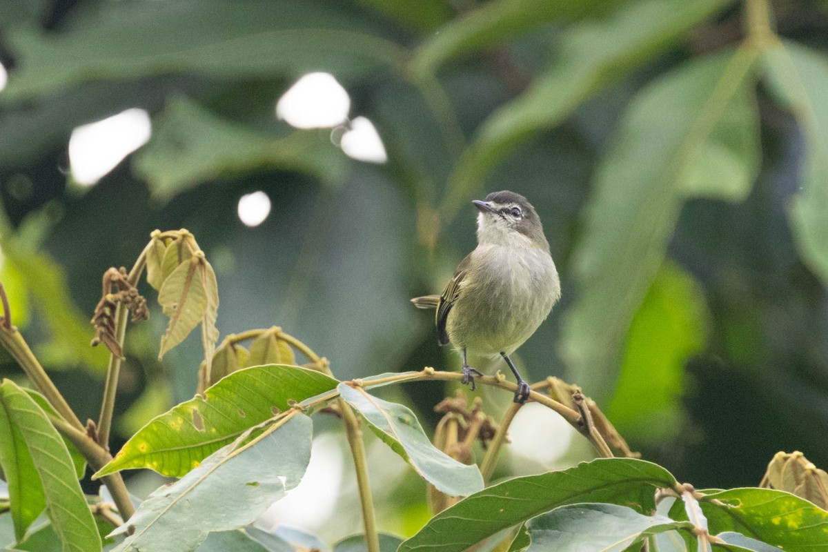 Spectacled Tyrannulet - ML643920397