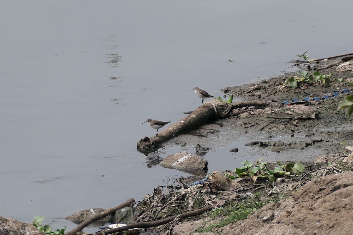 pisík obecný - ML643920402