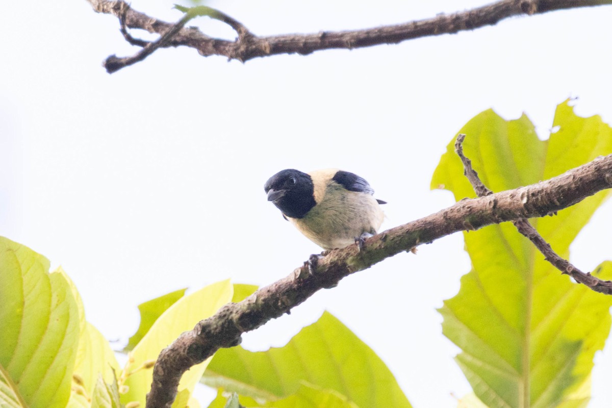 Black-headed Tanager - ML643920403