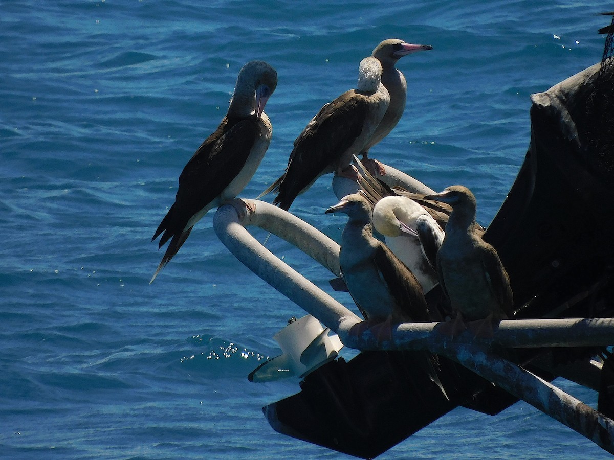 Red-footed Booby - ML643920410