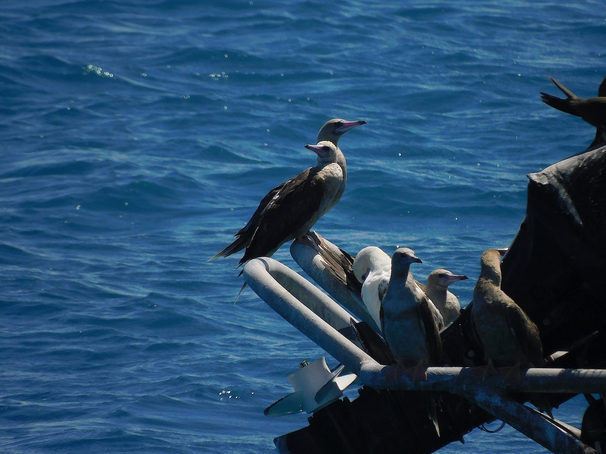 Red-footed Booby - ML643920411