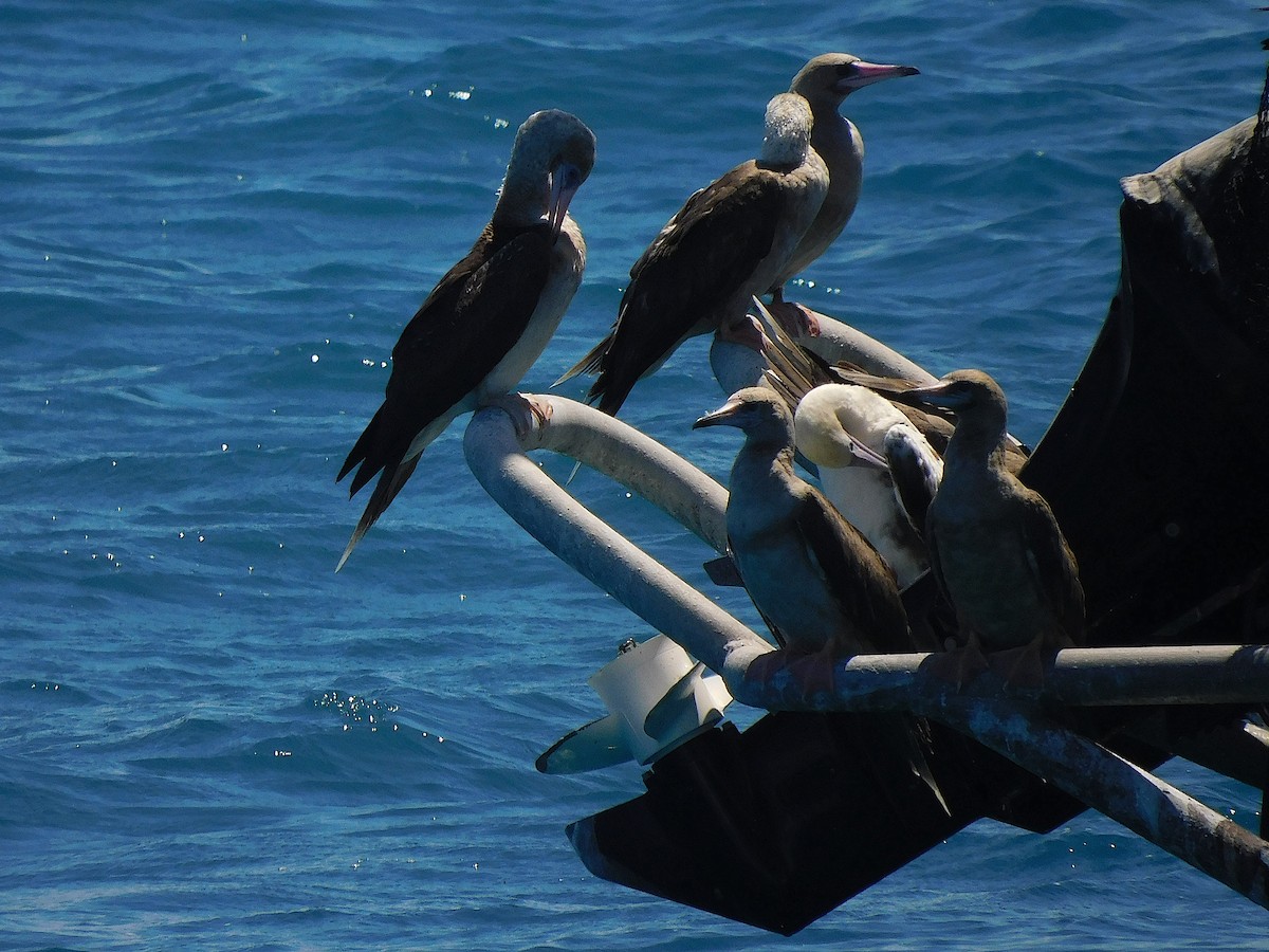 Red-footed Booby - ML643920412