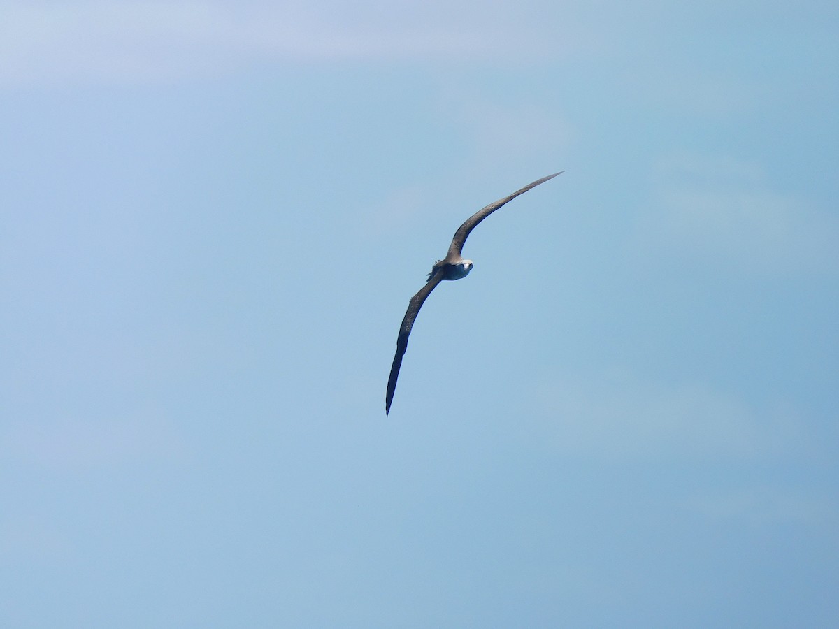 Red-footed Booby - ML643920413