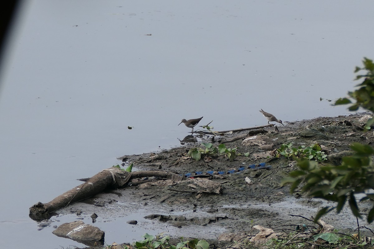 pisík obecný - ML643920414