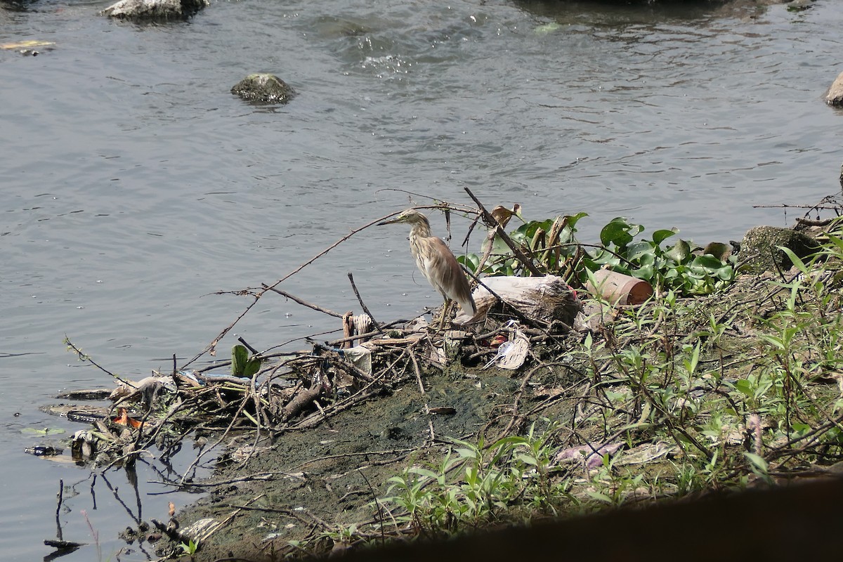 Indian Pond-Heron - ML643920418