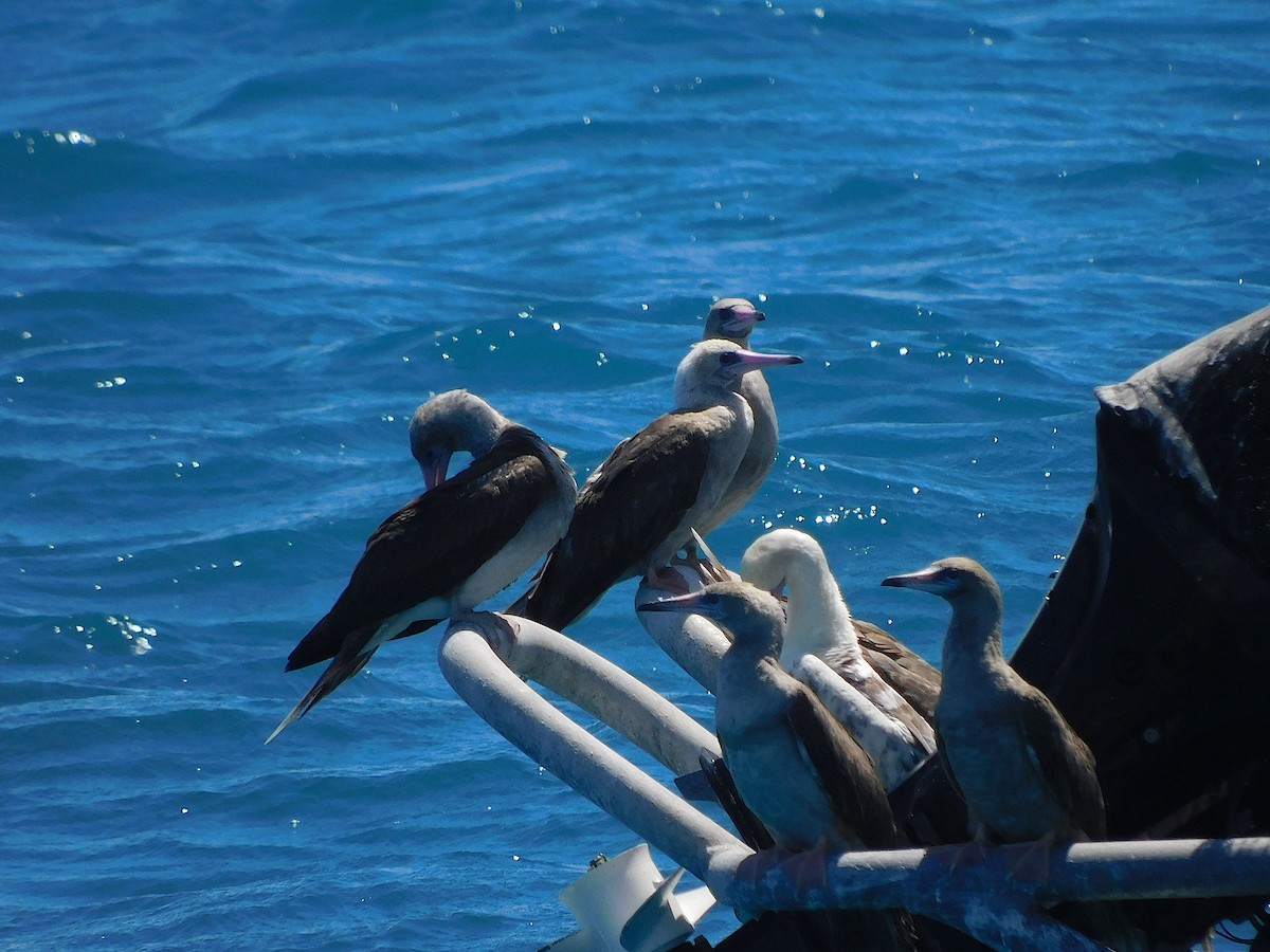 Red-footed Booby - ML643920420
