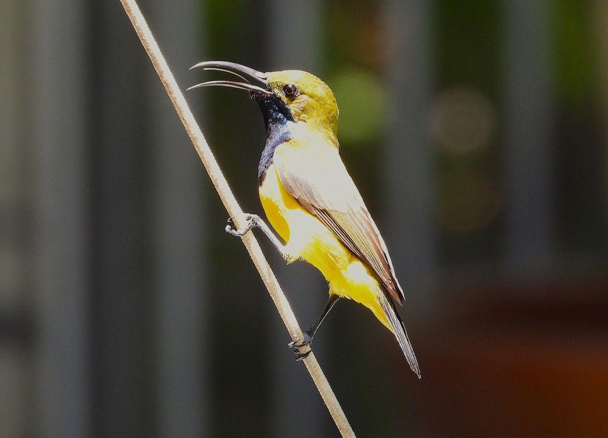 Sahul Sunbird - ML643920424