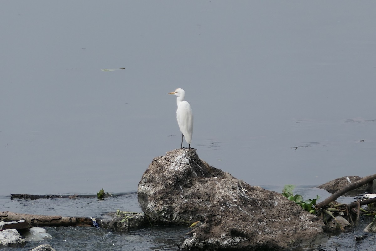 volavka stříbřitá - ML643920430