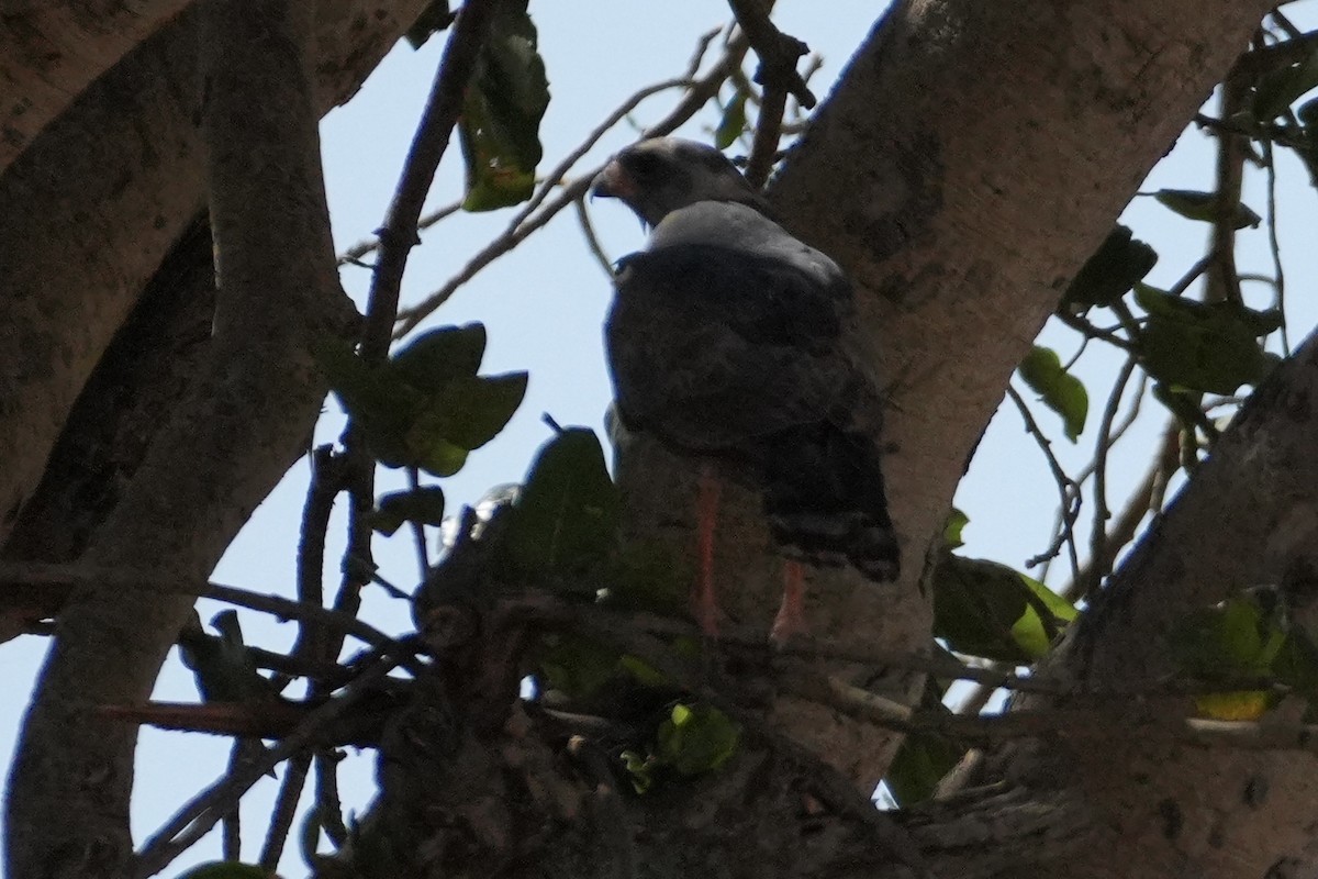 Gabar Goshawk - ML643920431