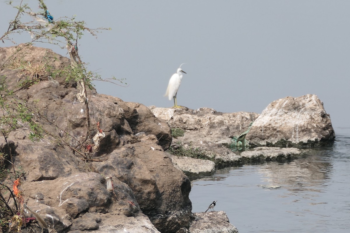 volavka prostřední - ML643920440