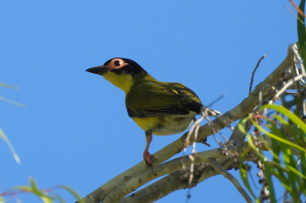 Australasian Figbird - ML643920463