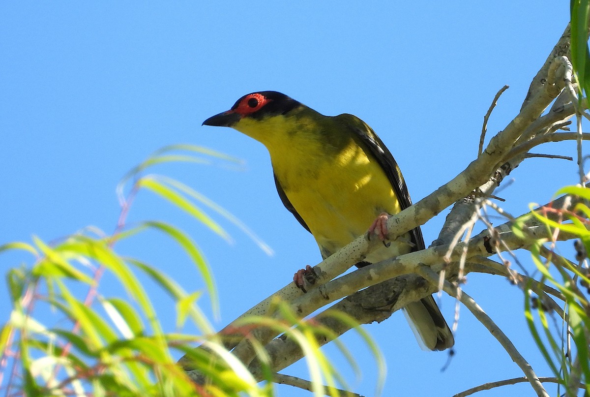 Australasian Figbird - ML643920464
