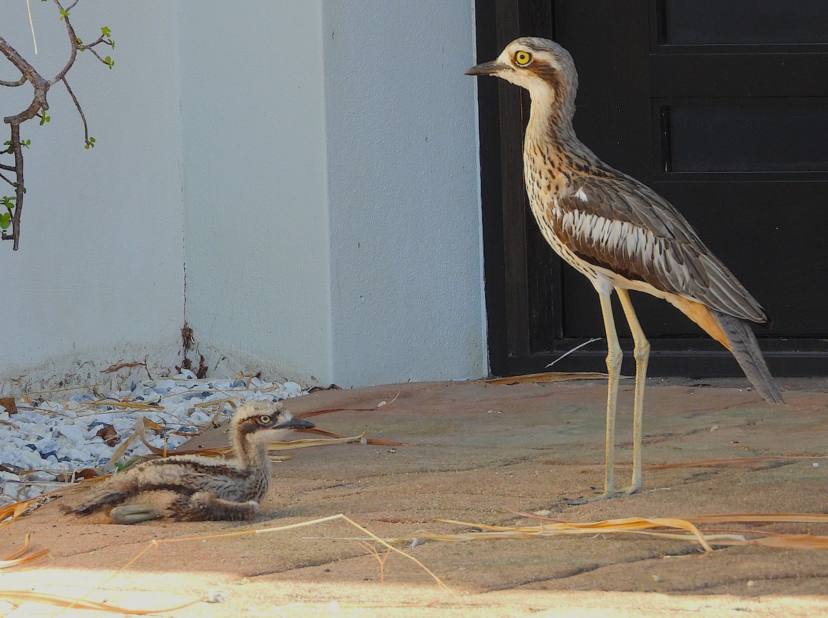 Bush Thick-knee - ML643920468