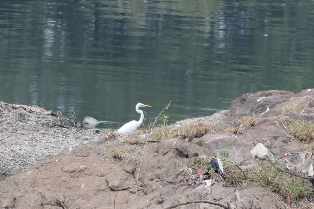 volavka bílá - ML643920469