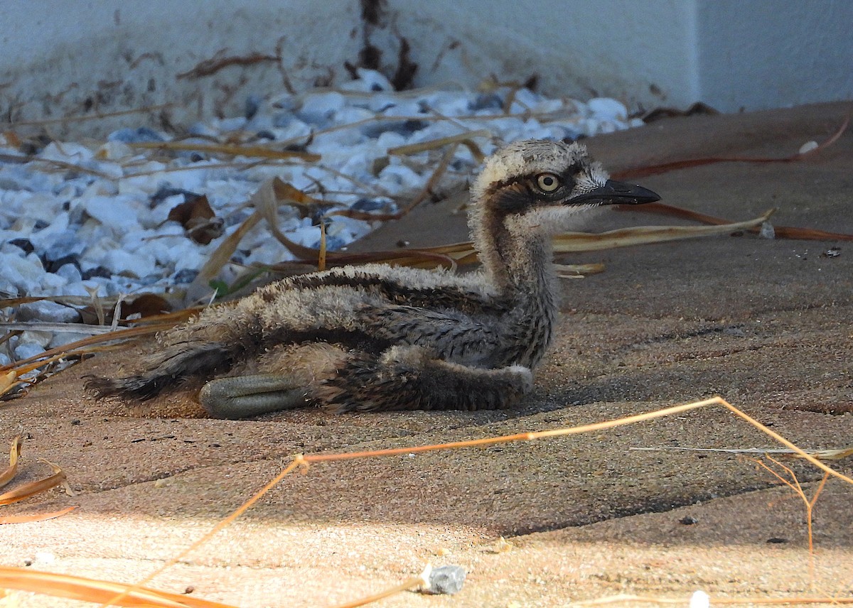 Bush Thick-knee - ML643920470