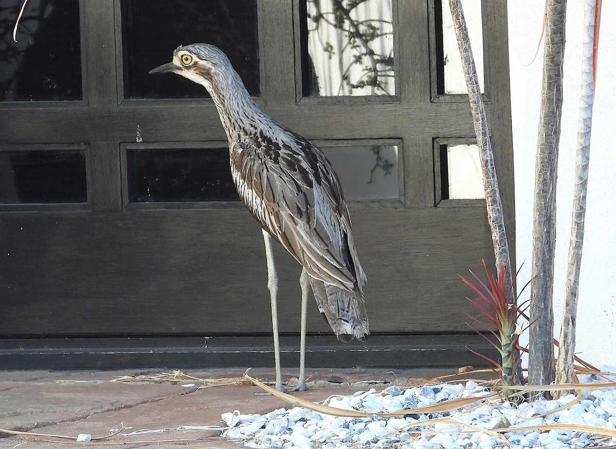 Bush Thick-knee - ML643920472