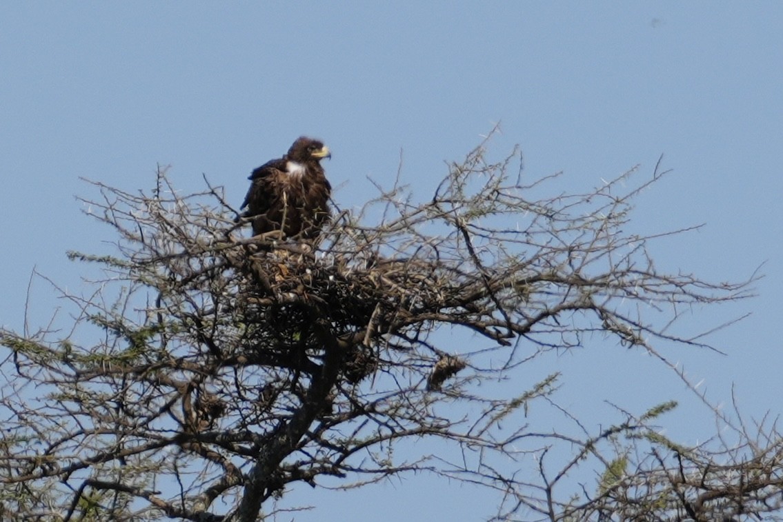 Tawny Eagle - ML643920485