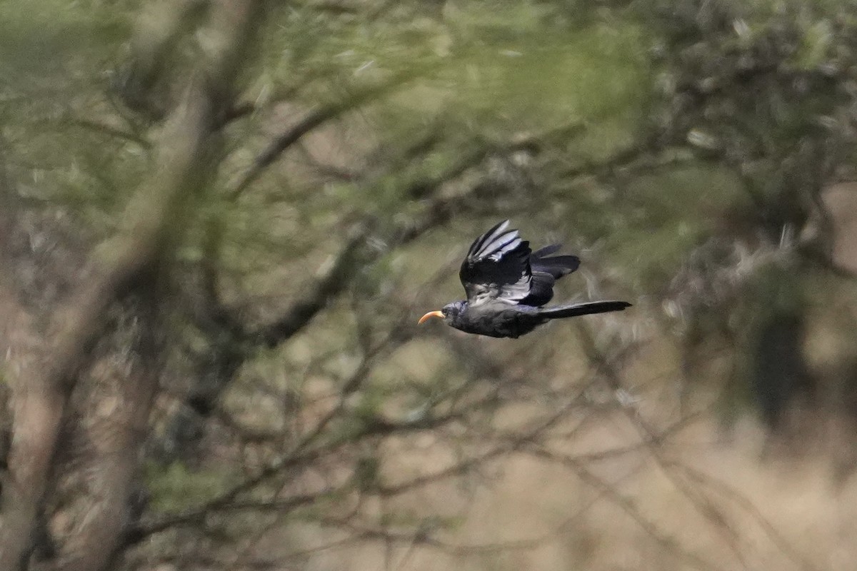 Abyssinian Scimitarbill - ML643920505