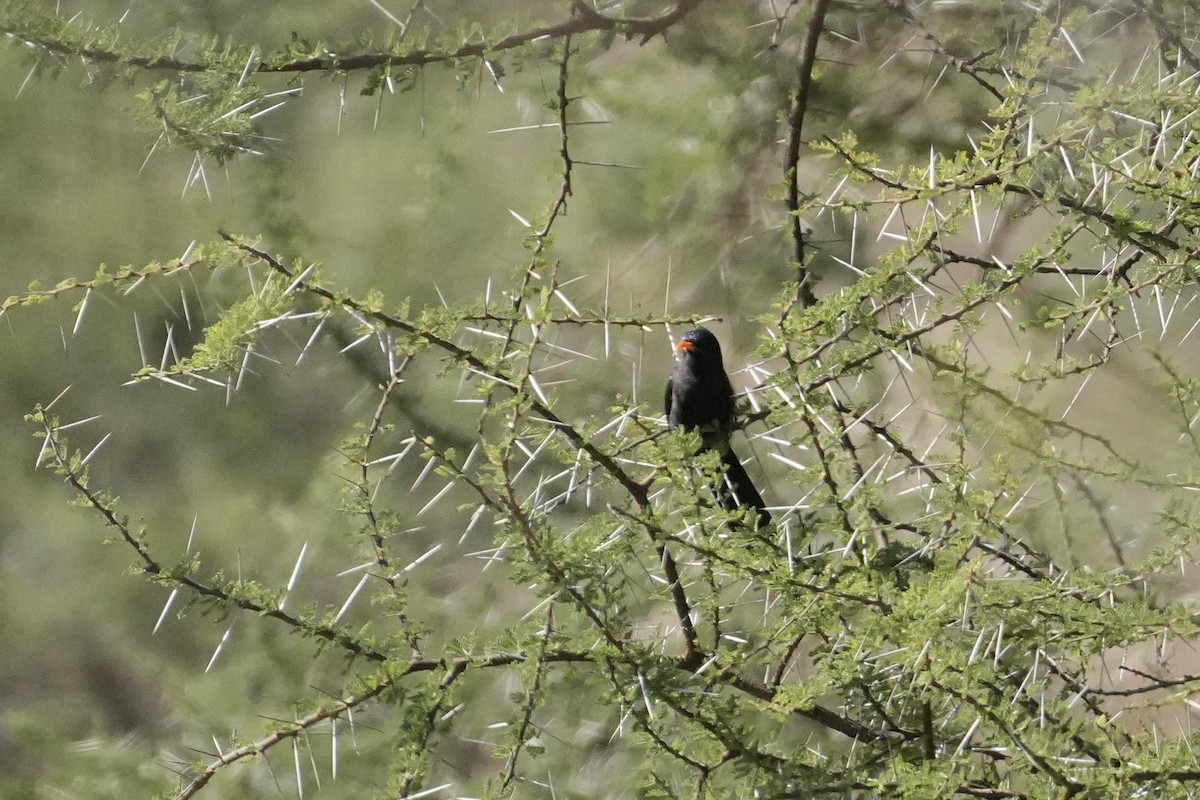 Abyssinian Scimitarbill - ML643920506