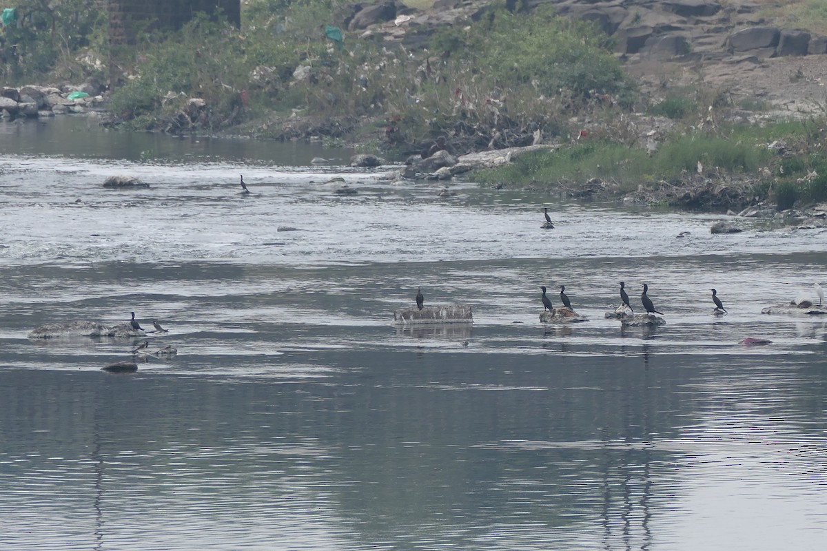 Indian Cormorant - ML643920512