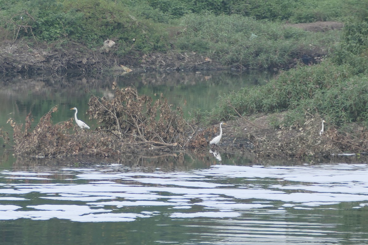 volavka bílá - ML643920522