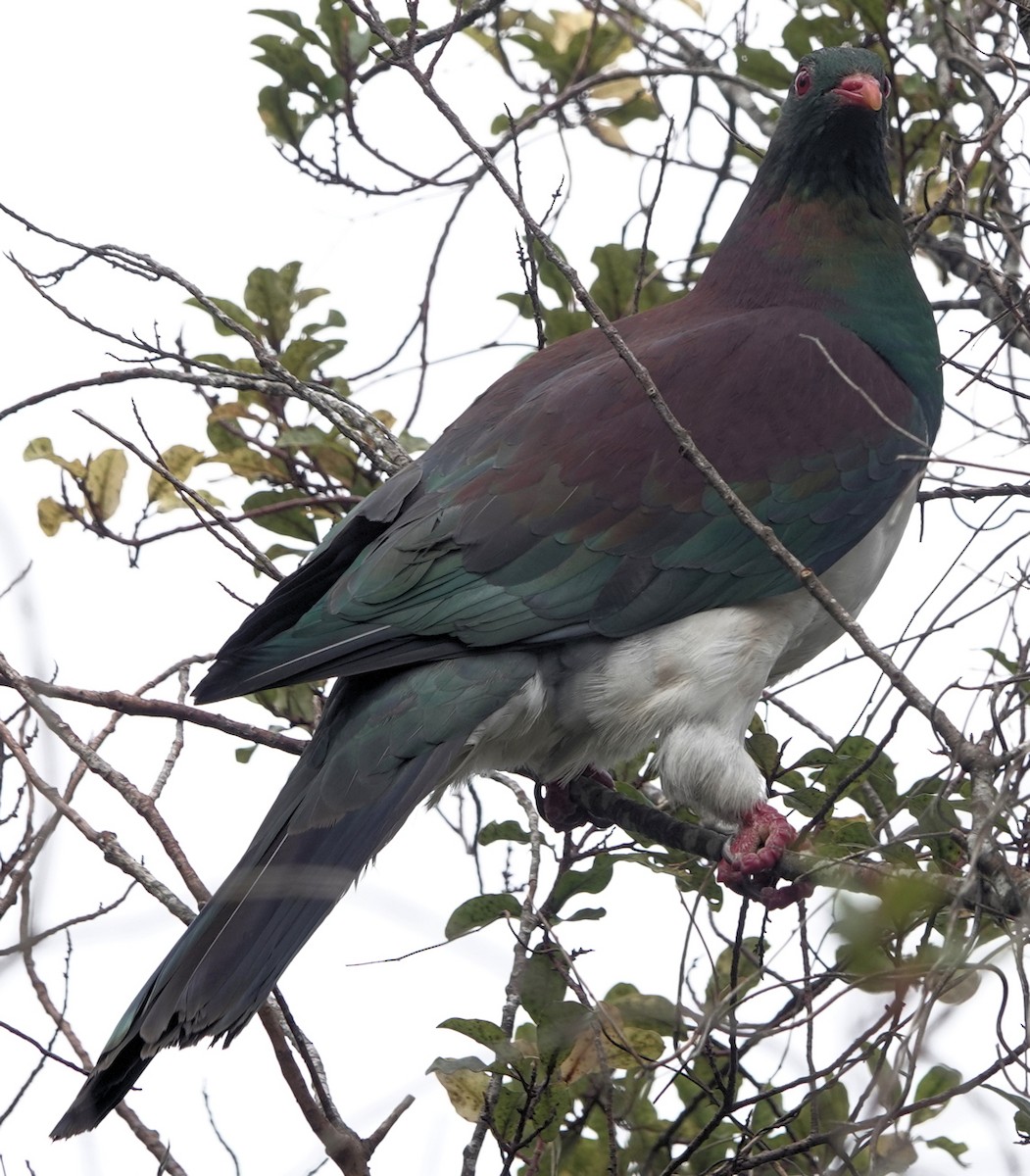New Zealand Pigeon - ML643920523