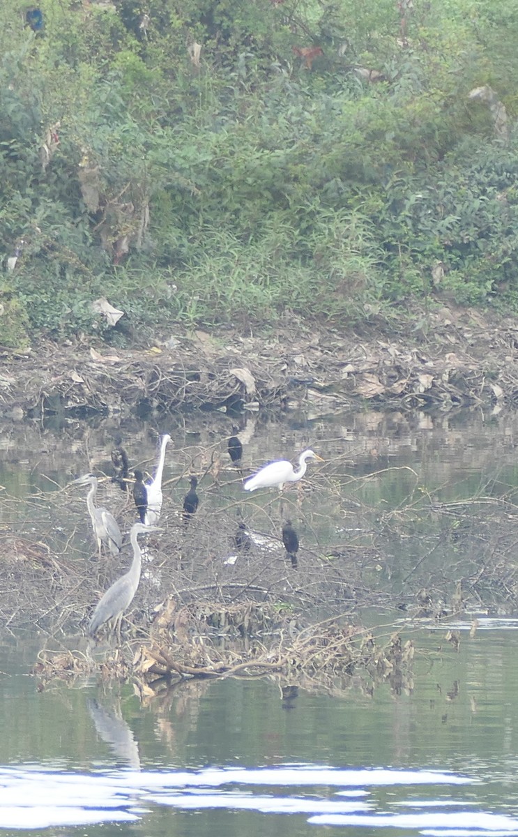 volavka popelavá - ML643920547