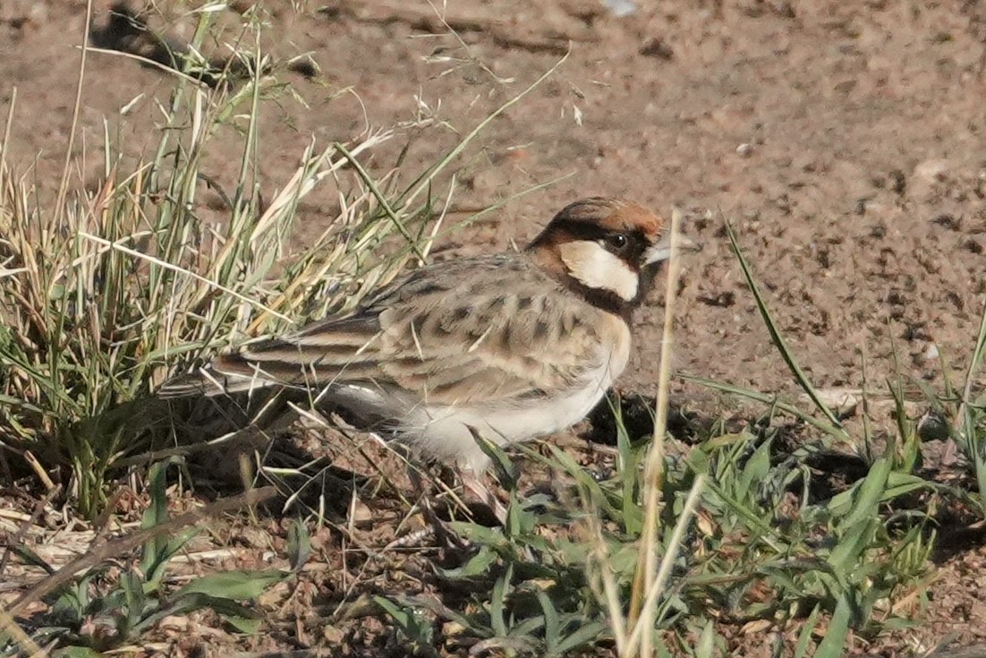 Fischer's Sparrow-Lark - ML643920551
