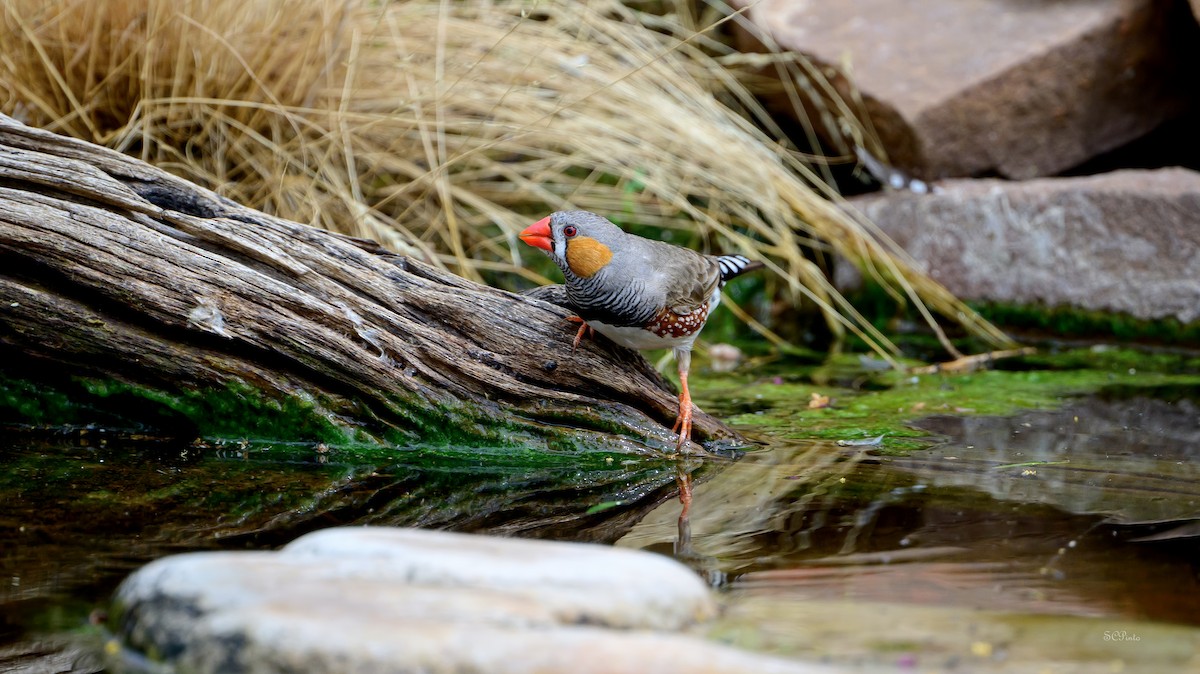 Діамантник зебровий (підвид castanotis) - ML643920556